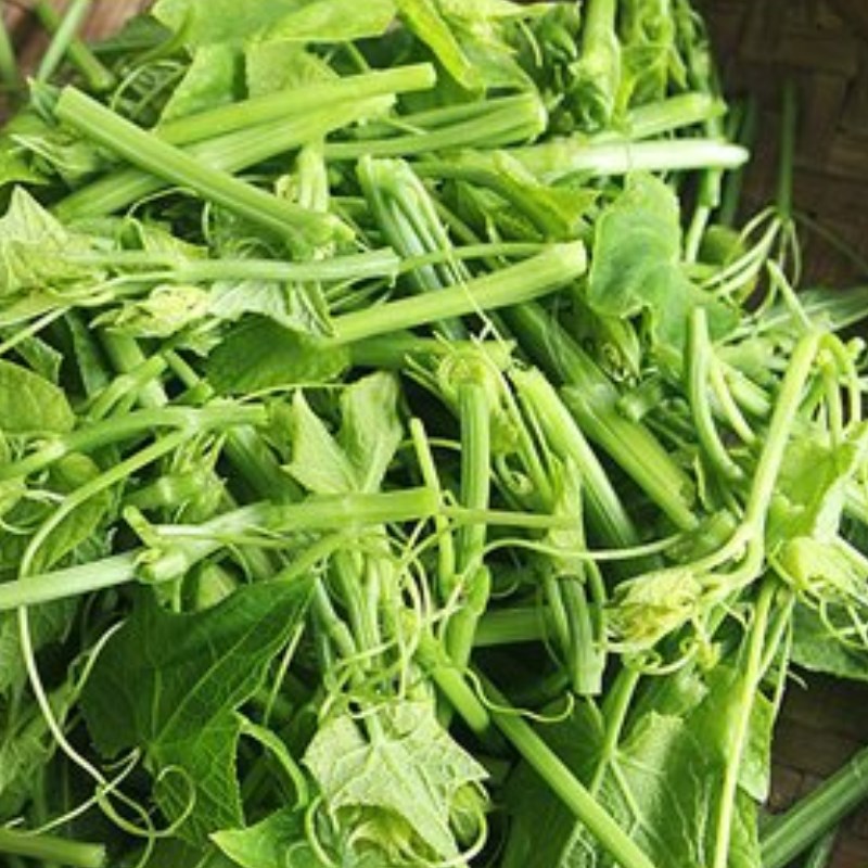 Hạt Giống Bầu Ngọn (Siêu đọt) CT529 - Gói 5gram