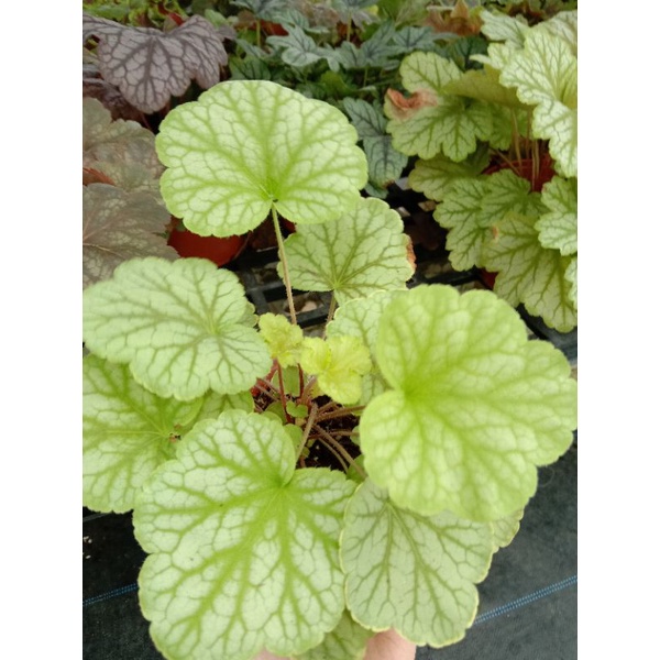 Cây Chuông San Hô - HEUCHERA - Cây Lá May Mắn ️
