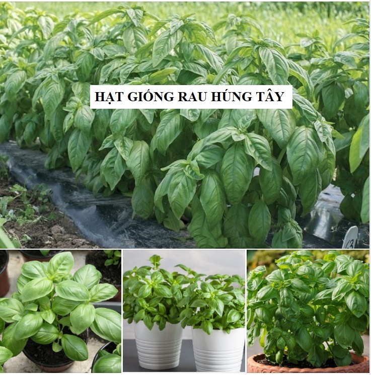 Hạt giống húng tây Húng tây -- 2gram( 400 hạt)