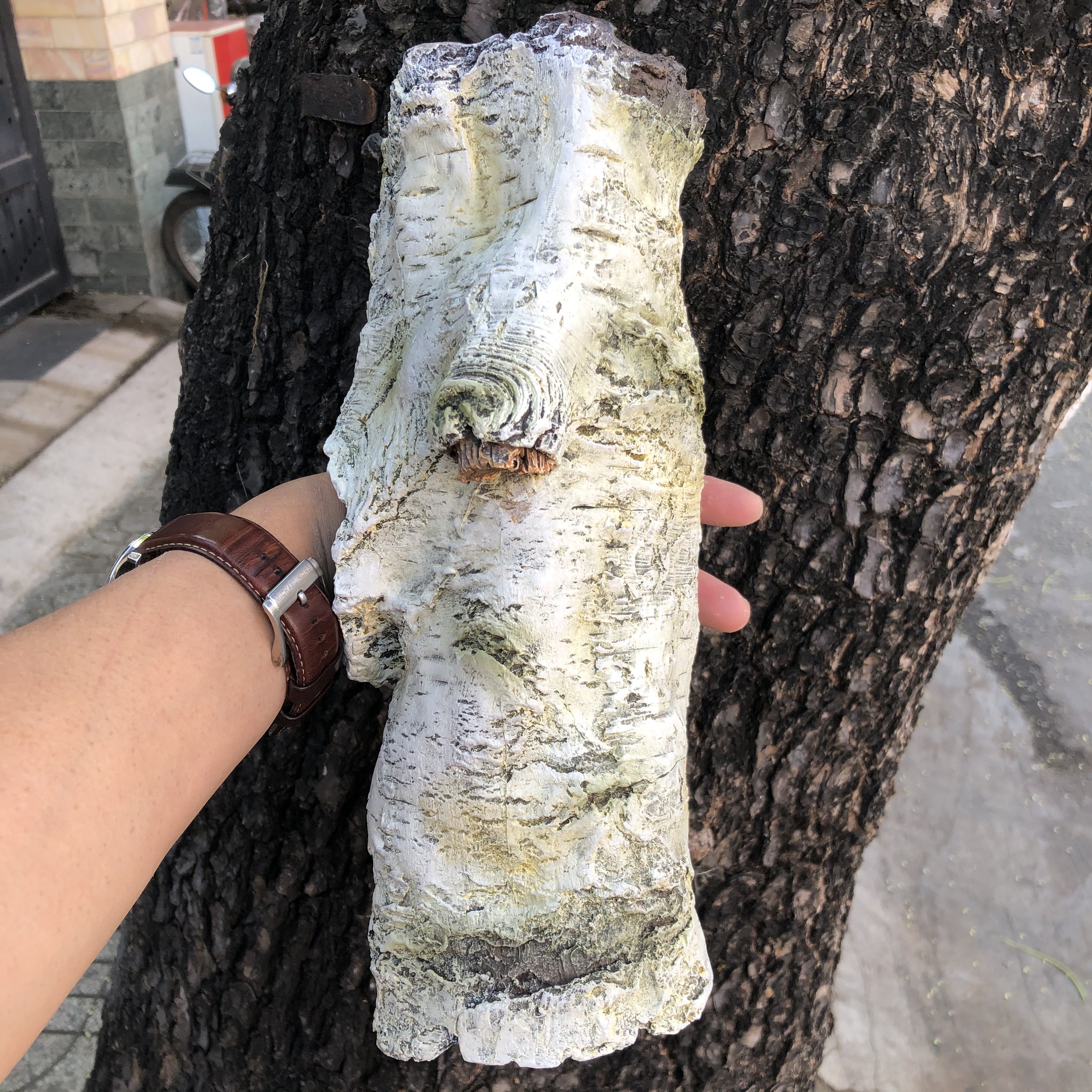 Hang trú bạch dương dành cho bò sát