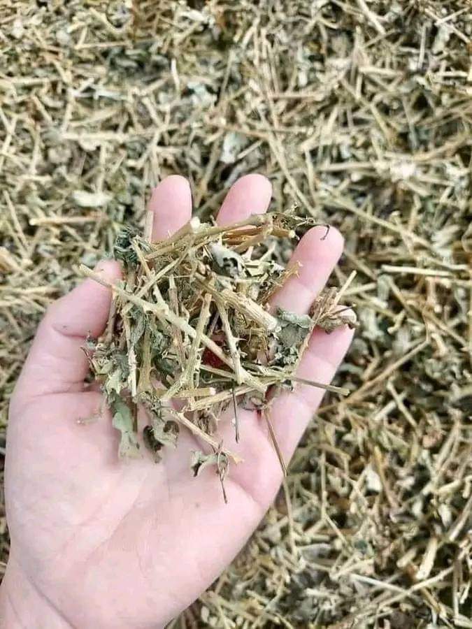 (Dược liệu khô) Cây Cà gai leo phơi khô 500g