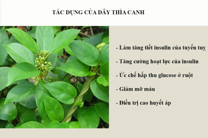 Dây thìa canh 1 kg nguyên chất hàng khô GT023