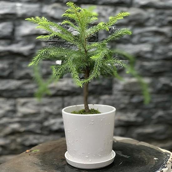 [HCM]TÙNG BỒNG LAI - LÁ KIM CHÍNH GỐC
