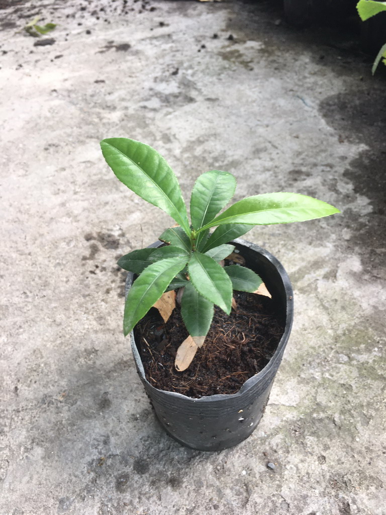 Cây giống mai tứ quý