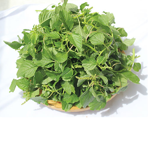 [HCM][Rau Củ Quả] - Gói 10gr hạt giống rau dền cơm