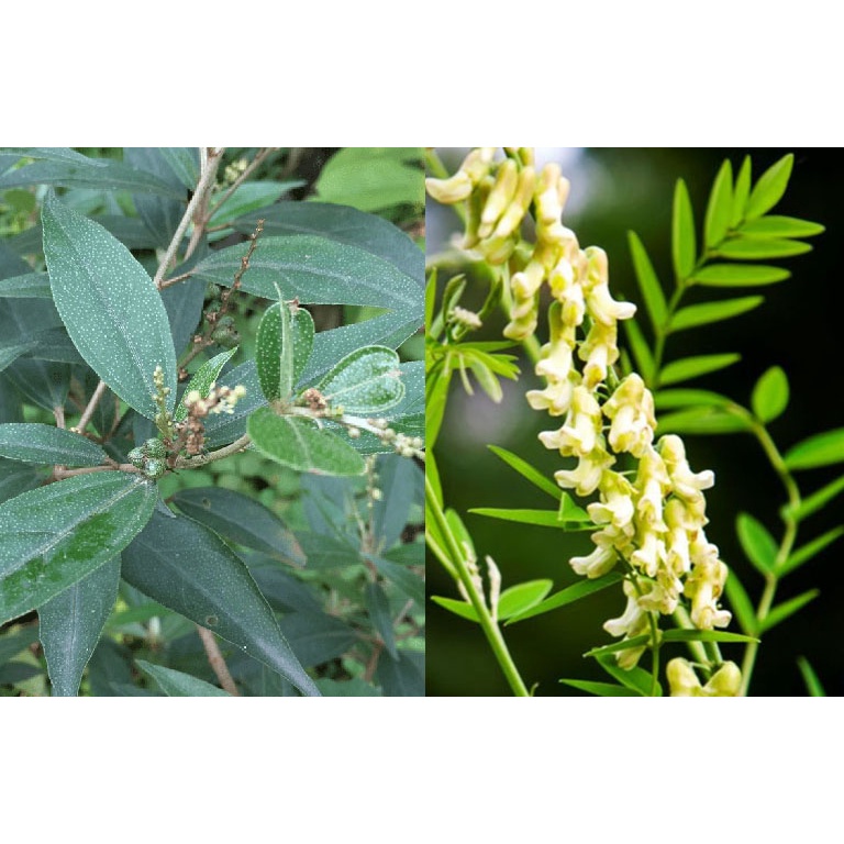 cây khổ sâm cho lá (Khổ sâm Bắc Bộ, Cây cù đèn)- cây giống