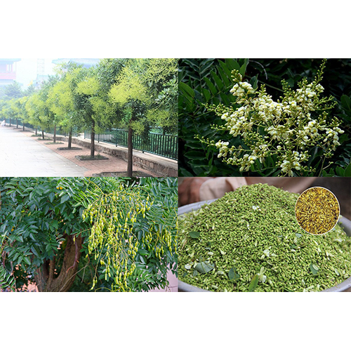 CÂY HOA HÒE GIỐNG
