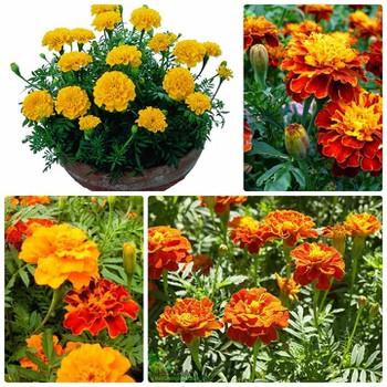 2 gói Hạt giống Hoa Cúc Vạn Thọ Pháp ~100 hạt (tặng gói kích nẩy mầm và hướng dẫn)
