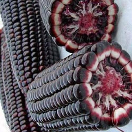 Hạt giống ngô nếp tím f1. túi 30 hạt - hàng chuẩn giống.