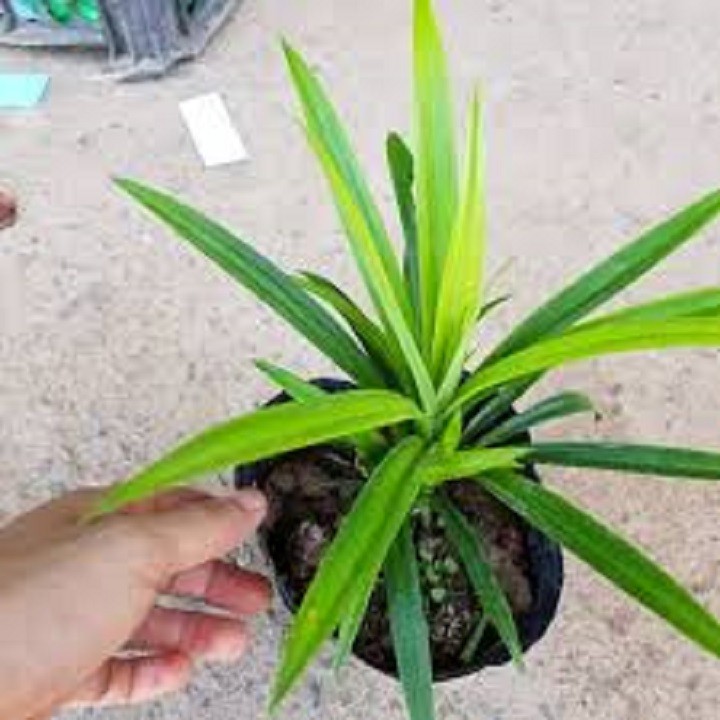BẦU CÂY LÁ CƠM NẾP