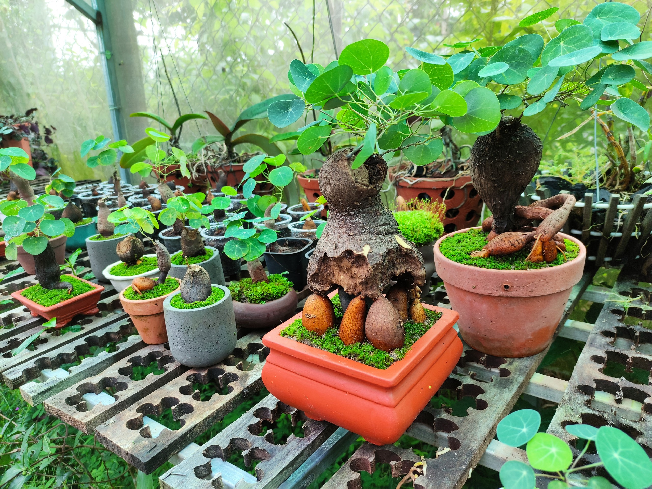 Củ bình vôi