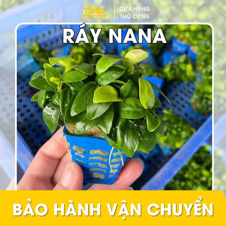 Cây ráy nana, ráy thuỷ sinh lá nhỏ trồng cho hồ cá, bể cá thuỷ sinh