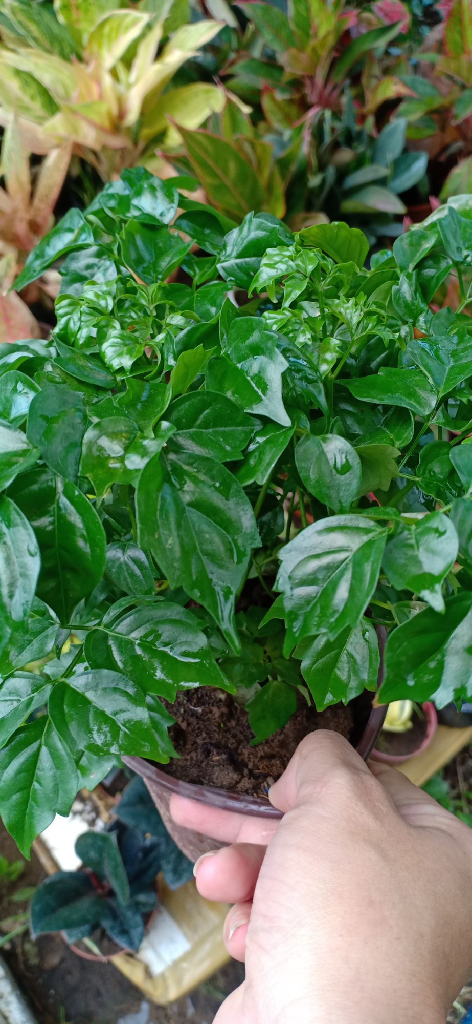cây lẻ bạn