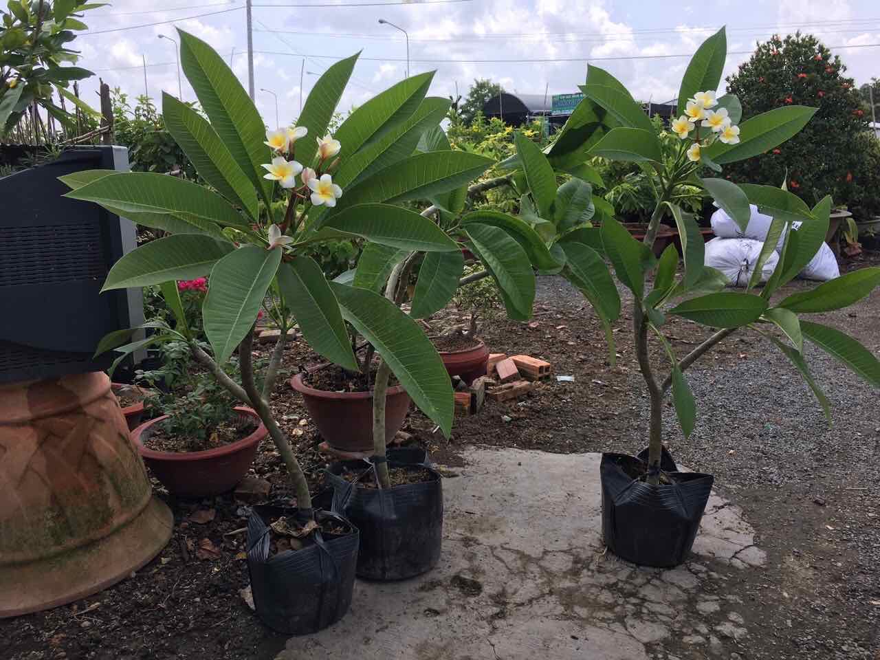 Cây sứ đại hoa vàng hoa rất thơm