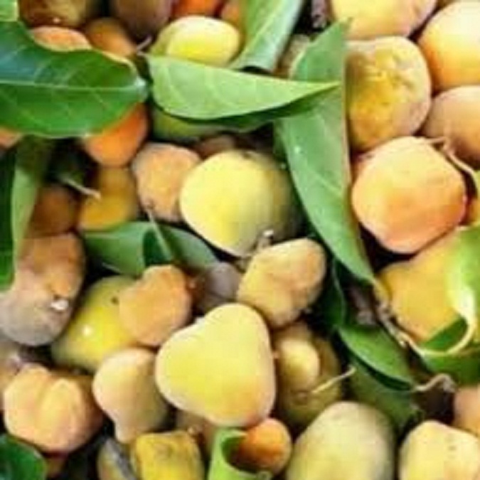 CÂY CHAY GIỐNG SIÊU QUẢ SIÊU NĂNG SUẤT- CAM KÊT GIỐNG CHUẨN F1