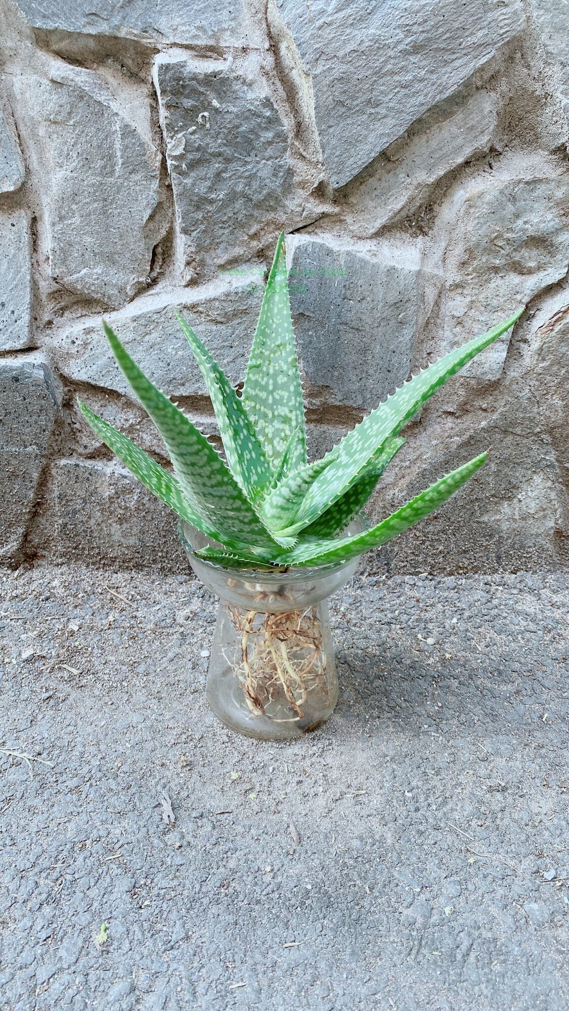 Chậu Cây Nha Đam Thái
