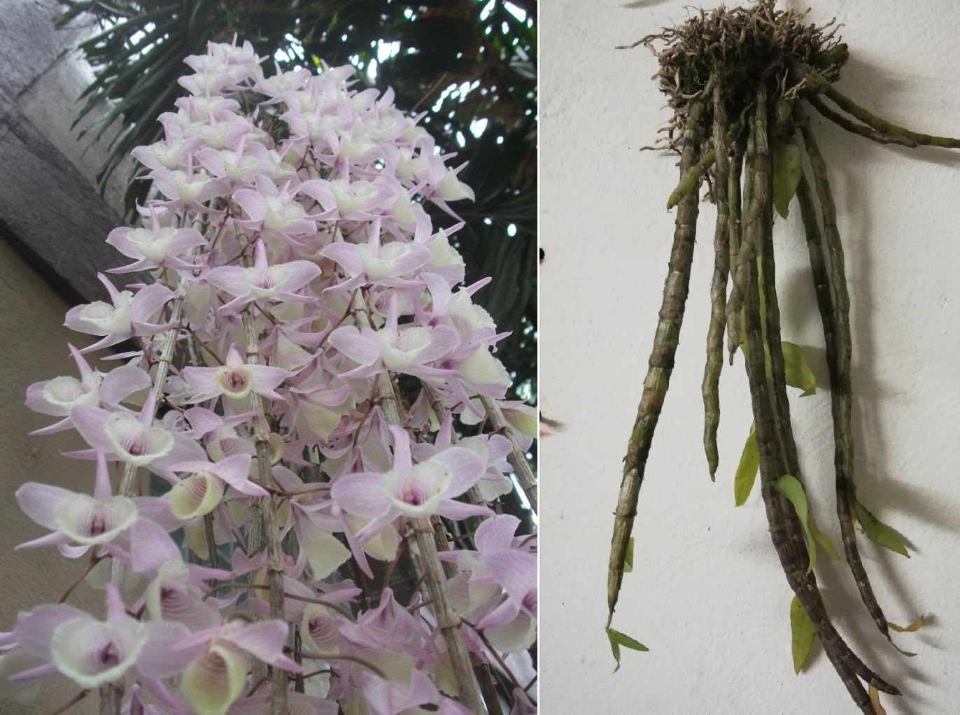 Cây hoa lan rừng Hạc Vỹ đang nhú nụ sắp ra hoa - Loài hoa rất nhiều người yêu thích