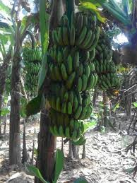 CÂY GIỐNG CHUỐI TIÊU HỒNG