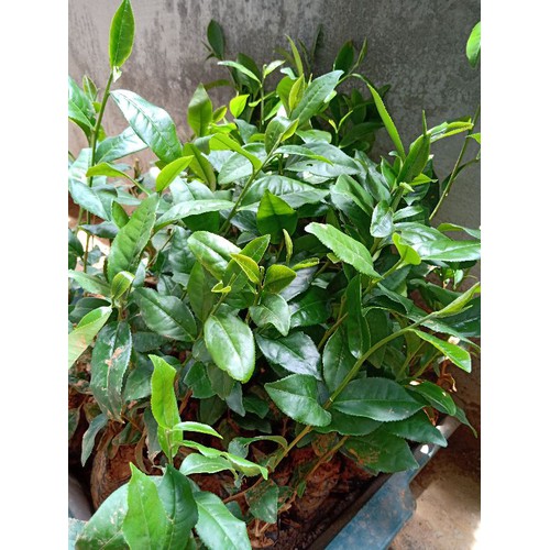 combo 3 Cây chè xanh giống Kim Thuý