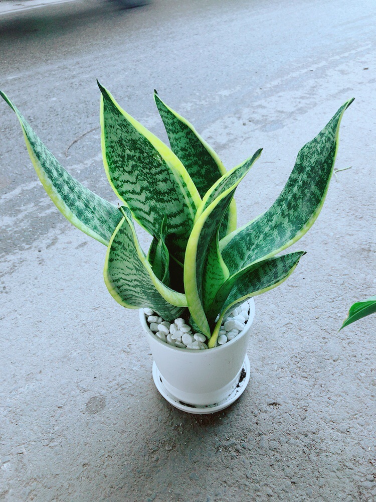 [HCM]Chậu Cây Lưỡi Hổ Cao