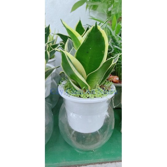 Chậu Cây Lưỡi Hổ Thái Trồng Thuỷ Canh