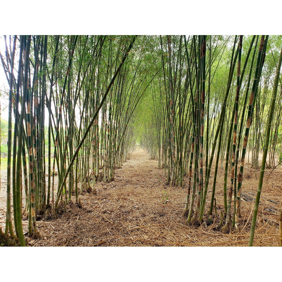 Cây giống cây tầm vông