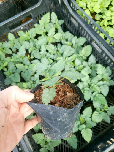 chậu cây giống mâm xôi