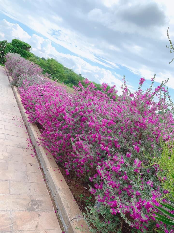 Chậu cây LÁ BẠC