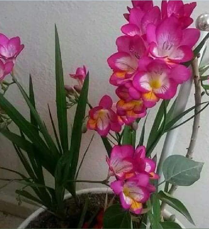 Củ hoa lan nam phi hoa màu hồng - 1 củ