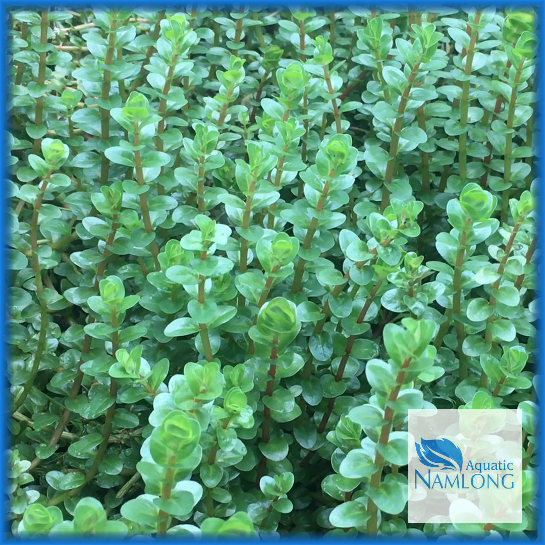 Vảy ốc đỏ (10 ngọn) - Rotala Colorala - Cây thủy sinh cắt cắm