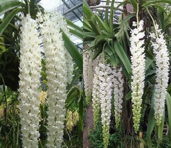 Hoa Lan đuôi chồn (1 cây)