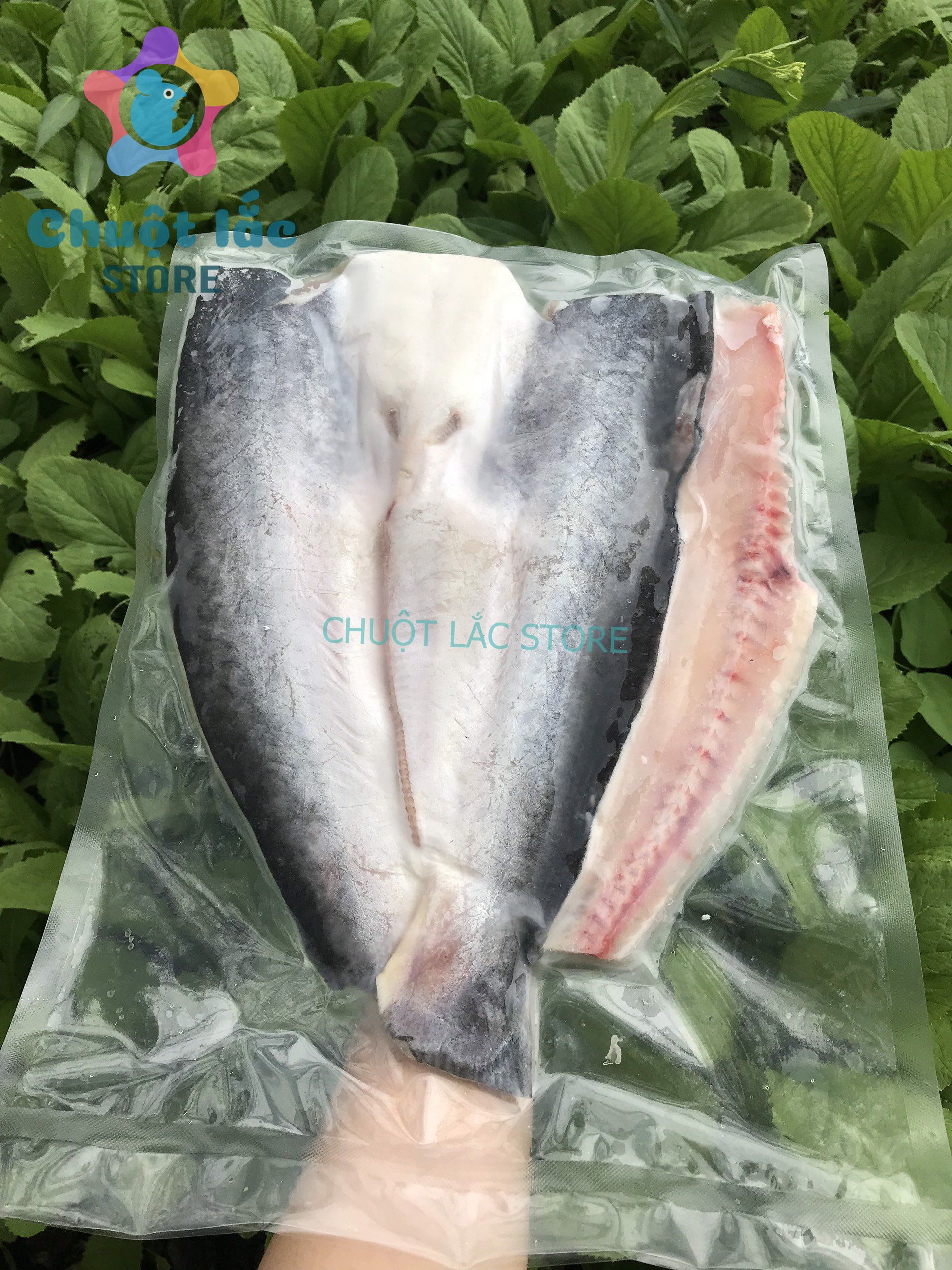HCM Cá dứa nuôi 1 nắng nguyên con