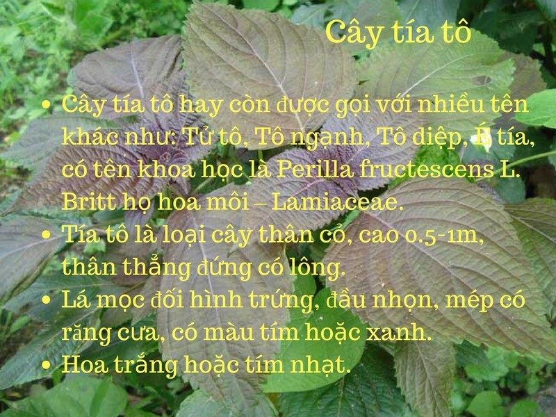 Hạt Giống Cây Rau Tía Tô - ( 2gr/gói )