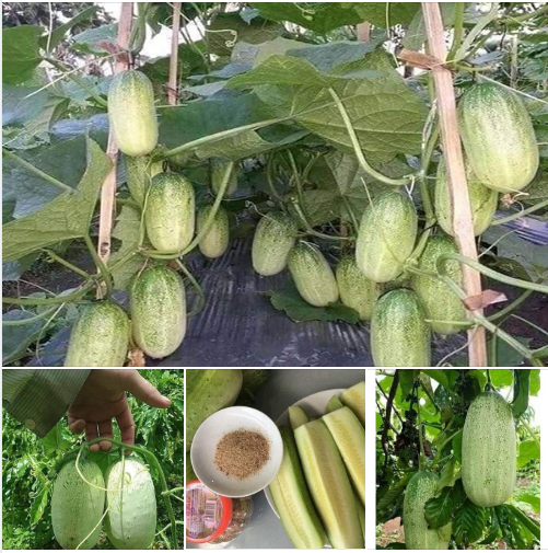 Hạt giống dưa chuột mèo - Gói 100gram