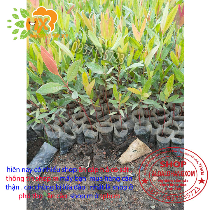 combo 50 cây bạch đàn cao sản cây giống