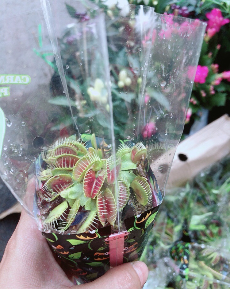 Cây Bẫy Kẹp Bắt Mồi