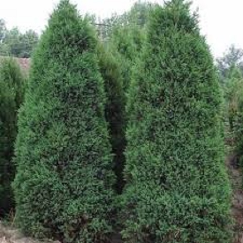 CHẬU CÂY GIỐNG TÙNG THÁP( CÂY TÙNG CỐI) SIÊU ĐẸP