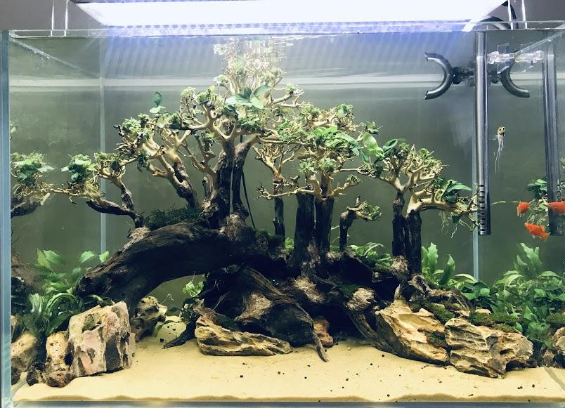 Layout Lũa Đồi Thông cho hồ thuỷ sinh 60cm- Xưởng Mr Wood