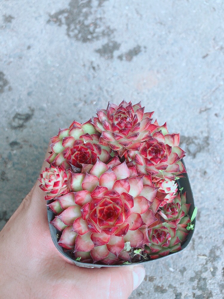 Sen đá phật bà đỏ
