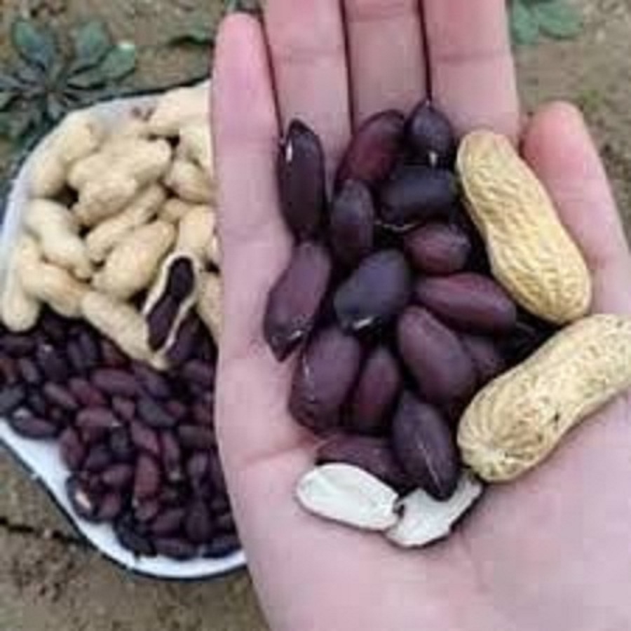 Hạt giống đậu phộng đen,lạc đen -gói 15 gram(tặng kèm phân bón)