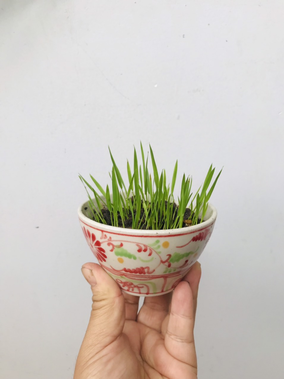 Bộ Kít Trồng Cây Cho Bé - Bao Gồm Chậu Trồng Chất Liệu Gốm Bát Tràng Và Giống Cây Trồng - Giúp Bé Yêu Thiên Nhiên Và Động Vật Xung Quanh Hơn