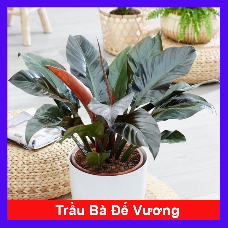 Trầu Bà Đế Vương - cây cảnh trong nhà