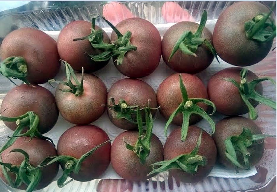 Chocolate Cherry Tomato Seeds - Pack of 30 Seeds