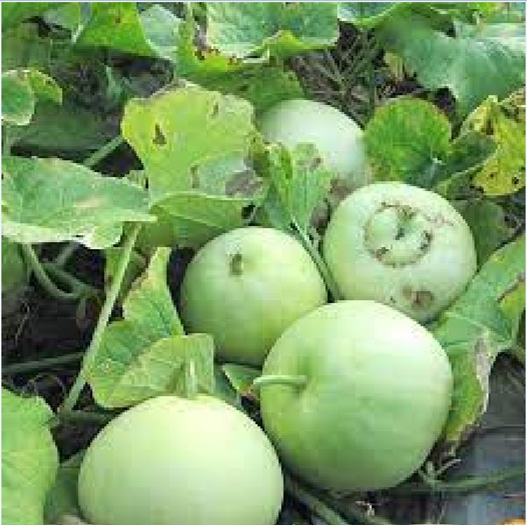 Super Sweet Melon Seeds - Pack of 20 Seeds