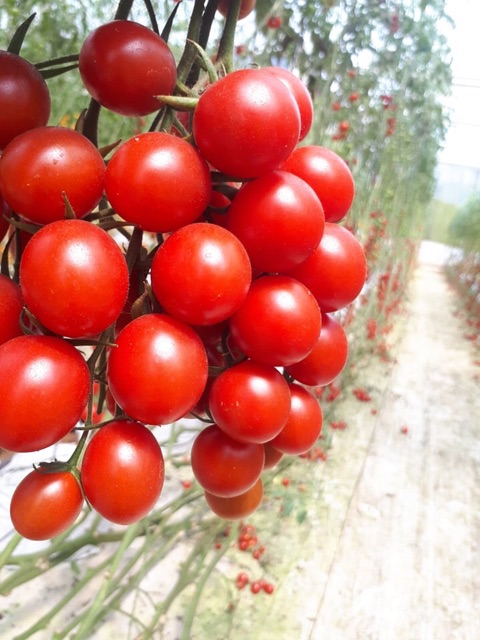 Hạt Giống Cà Chua Chịu Nhiệt Sugar Cherry