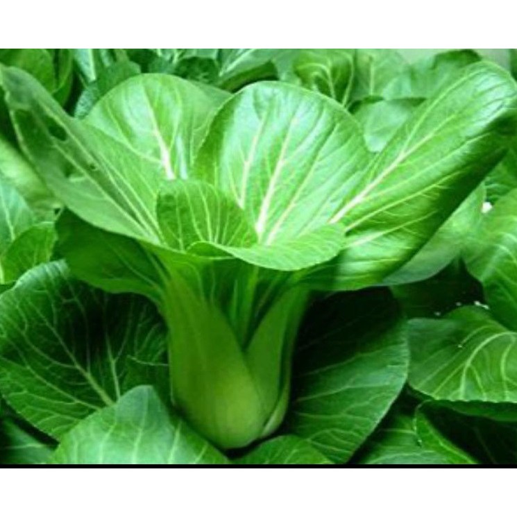 20 Gram - Hạt Giống Cải Thìa Thượng Hải