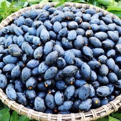 Cây trám đen nếp ghép cây cao 1m
