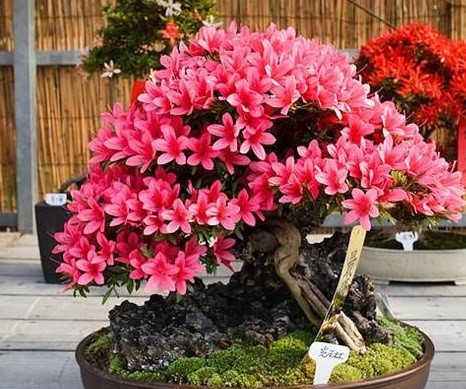 Chậu HOA ĐỖ QUYÊN 2 MÀU ĐANG HOA RẤT ĐẸP