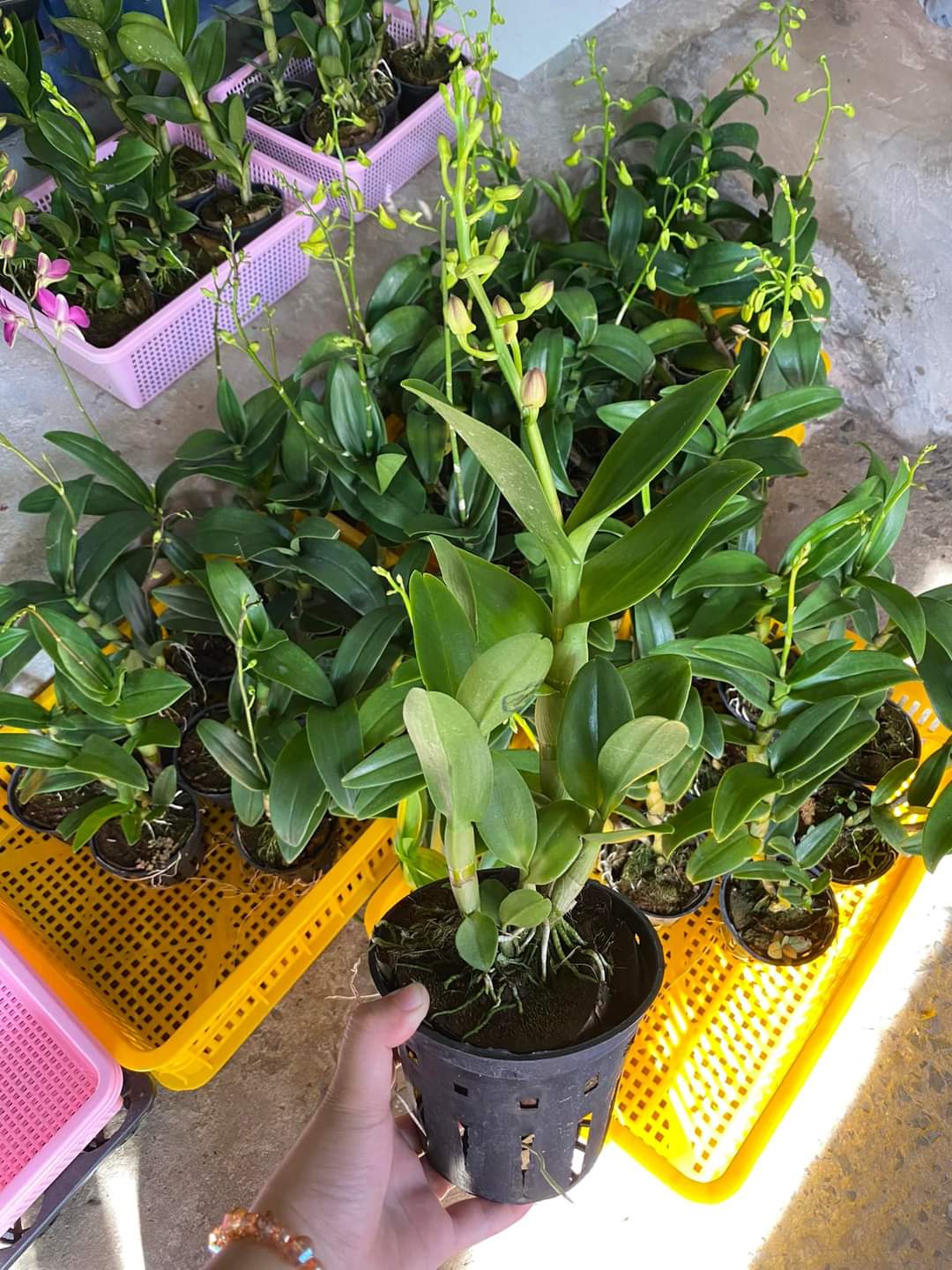 DENRO PHƯỢNG HOÀNG HỒNG