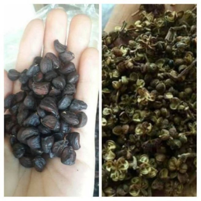 sỉ toàn quốc 50g hạt dổi nếp rừng + 500g hạt mắc khén rừng